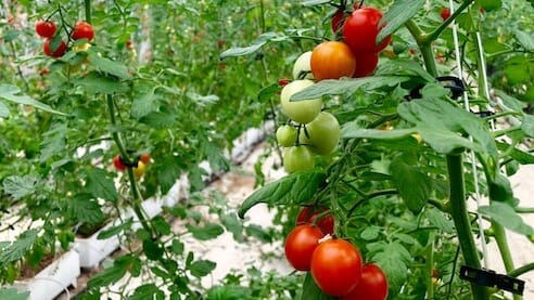 Smart Urban Farming Tomaten im Gewächshaus