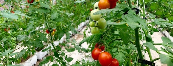 Smart Urban Farming Tomaten Beitragsbild