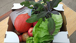 Gemüsekiste / Gemüsebox / Kochbox oder Markttage -  Kochbox_Abholung_Hofladen