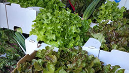 Gemüsekiste / Gemüsebox / Kochbox oder Markttage Kochbox_StadtFarm_Lieferung
