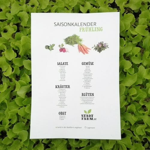 Salat Saisonkalender