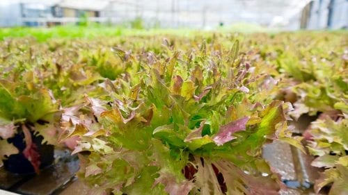 Smart Urban Farming Salat 3