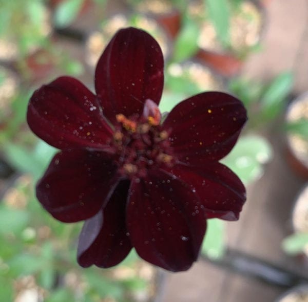 Schoko-Kosmee - Essbare Blüte aus der Stadtfarm